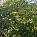 fennel