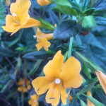 monkey flower_cropped